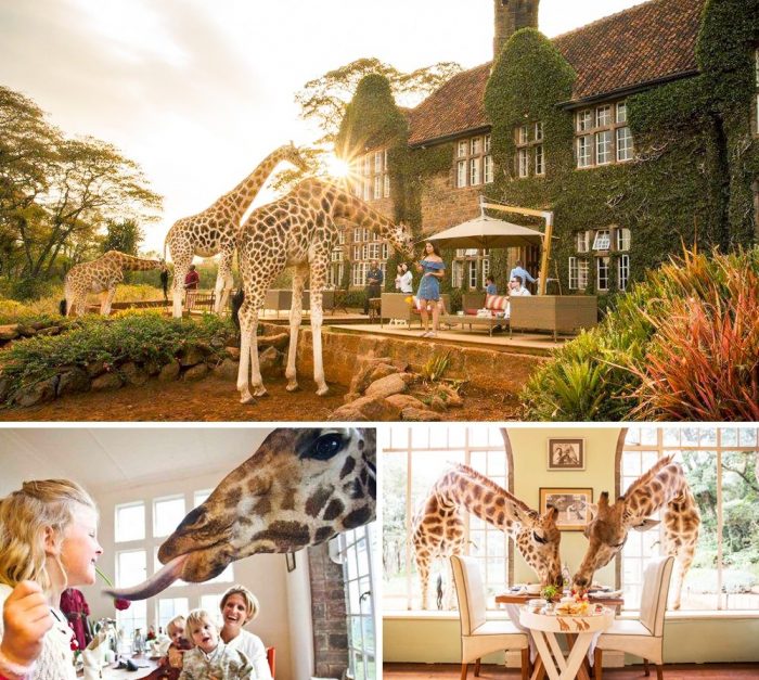 Girrafe Manor отель, на территории которого проживают жирафы