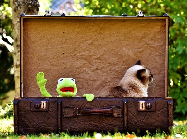 Винтажный чемодан и котик